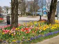 Spring at Toyama Castle