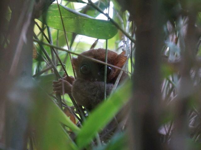 Tarsiers, the smallest primate.