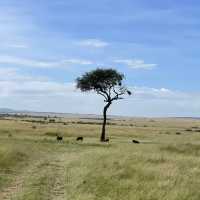Incredible wildlife experience in Kenya 