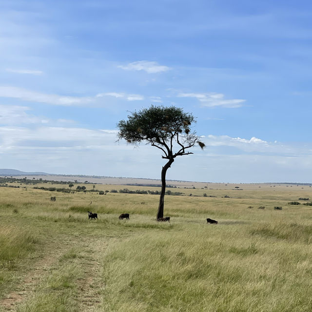 Incredible wildlife experience in Kenya 