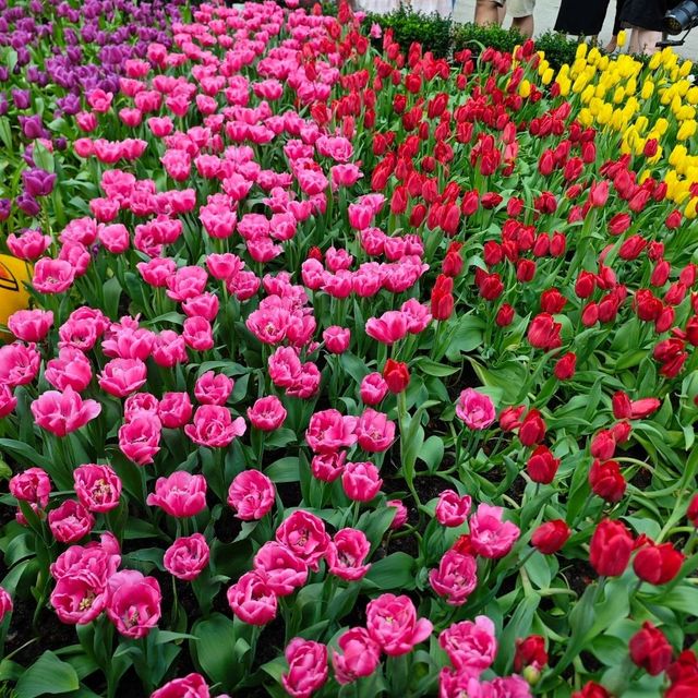 新加坡不能錯過之Garden by the bay