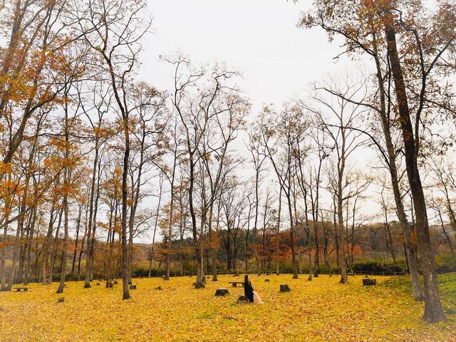 國營陸奧森林湖畔公園掃帚草