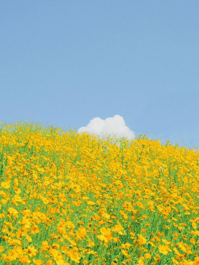 이번 주말, 금계화 막차타러 갈 사람?!!🌼🧡