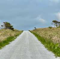 Serene Splendor of White Road