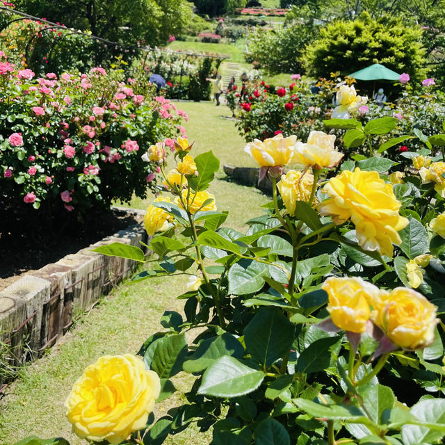 【長野県/高遠　約270種類のバラが咲く丘の上のローズガーデン🌹】