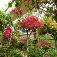 【福岡観光】色とりどりのお花が魅力的な植物園