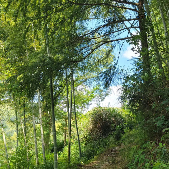 碧山巖：優質綠道，感受大自然魅力