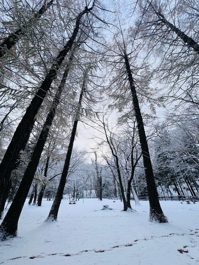 Hokkaido Jingu | Shinto shrine in Sapporo, Japan.