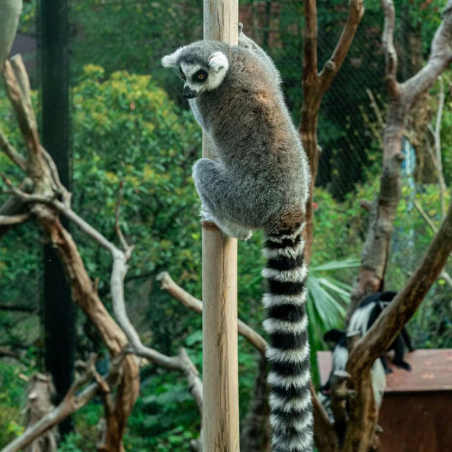 高雄壽山動物園：珍稀動物近距離觀察