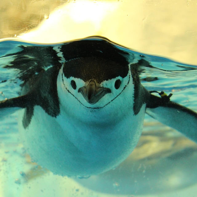 名古屋港水族館