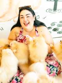 คาเฟ่หมาปอม ศาลายา Happy Pom Dog 