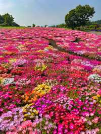 雄大な山々をバックに四季折々の花が咲く、くじゅう花公園