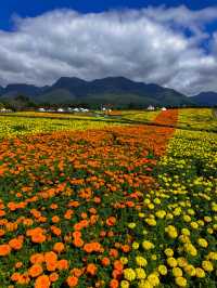 雄大な山々をバックに四季折々の花が咲く、くじゅう花公園