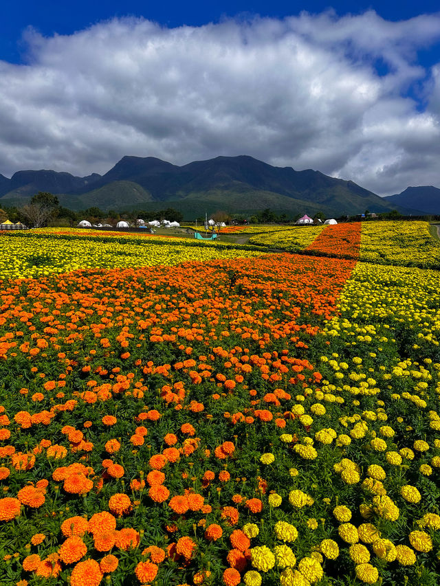 雄大な山々をバックに四季折々の花が咲く、くじゅう花公園