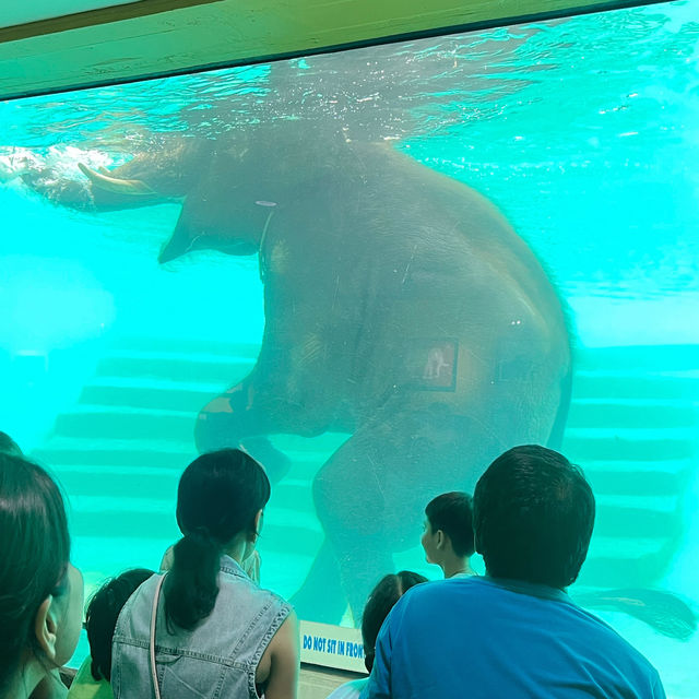 สวนสัตว์เปิดเขาเขียว 🌳 🐘🐒🦒🦓🦏🦜 🌳