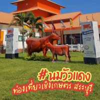 🐮 นมวัวแดง พาลูกเที่ยวเกษตร ธรรมชาติ สระบุรี 