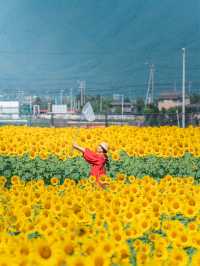 13万本が咲き誇る🌻新村ひまわり畑🌻