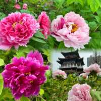 Journey for the Blossoms: Chasing Peonies in Luoyang