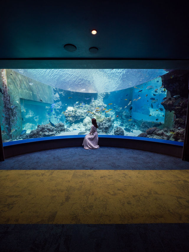 【沖縄といえばココ！✨】美ら海水族館で世界トップクラスの水槽が見れる！🦭