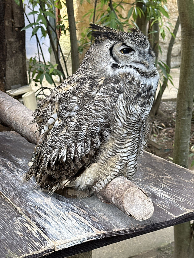 湯布院貓頭鷹之森林：親近貓頭鷹，適合家庭和動物愛好者