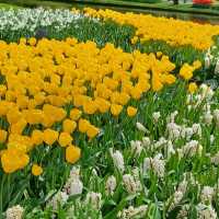 Keukenhof Gardens, Netherlands – Tulip Blossom Festival