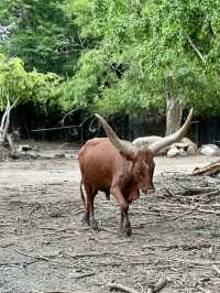 เป็นสวนสัตว์เปิด ที่เขาทั้งลูกเป็นบ้านของสัตว์จริง