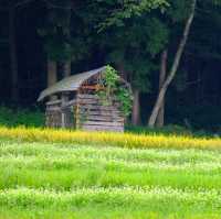 Shirakawa go หน้าร้อนก็สวยไม่แพ้ฤดูอื่นนะคะ