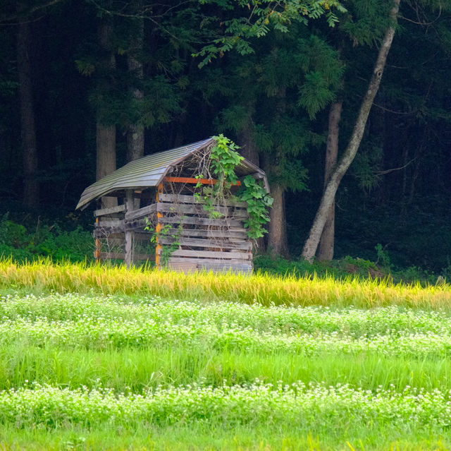 Shirakawa go หน้าร้อนก็สวยไม่แพ้ฤดูอื่นนะคะ