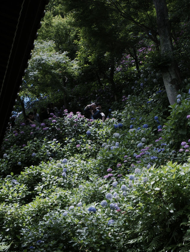 長谷寺的觀景台，一覽由比濱海岸
