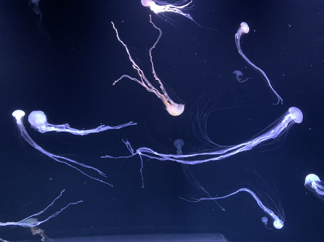 サンシャイン水族館！！