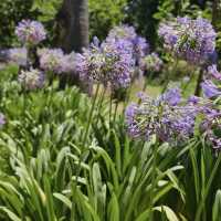 Discover Nature’s Beauty at Palermo Botanical Gardens