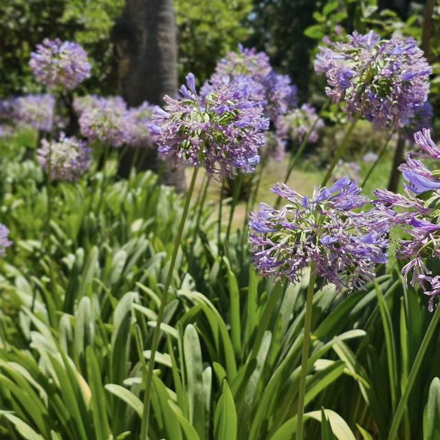 Discover Nature’s Beauty at Palermo Botanical Gardens