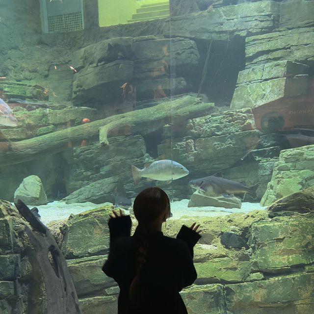 ケアンズ水族館