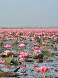 ล่องเรือชมความงามของทะเลบัวแดง