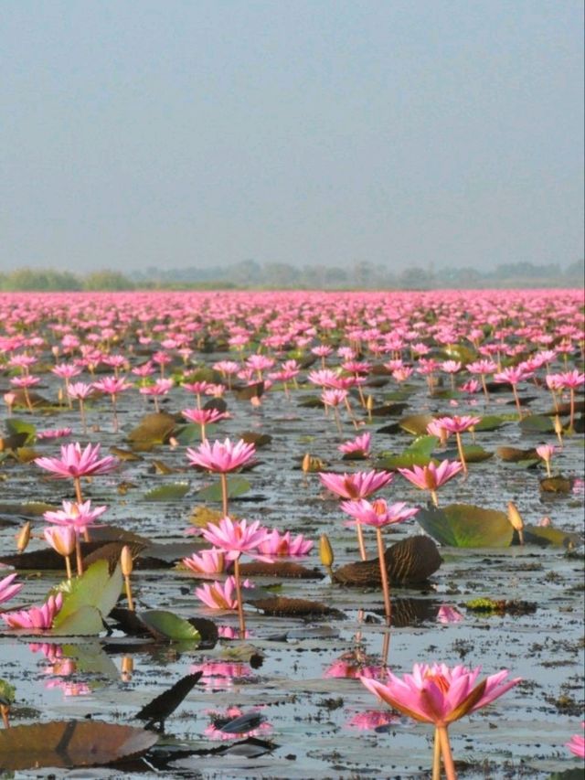 ล่องเรือชมความงามของทะเลบัวแดง