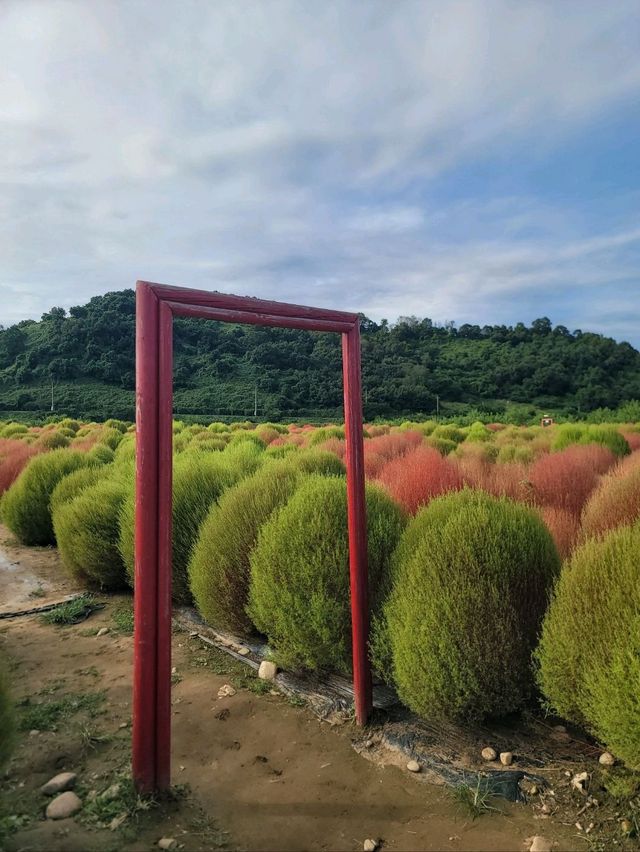 지금 가야할 연천 임진강댑싸리공원💚