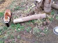 【北海道】札幌市内から近い！円山動物園の写真映えの動物たち
