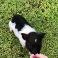 The Treat Farm - Rural Boutique Farm Stay🪵🛖