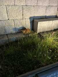 【韓国 ソウル】ソウル市を一望できる素敵な公園⛲️