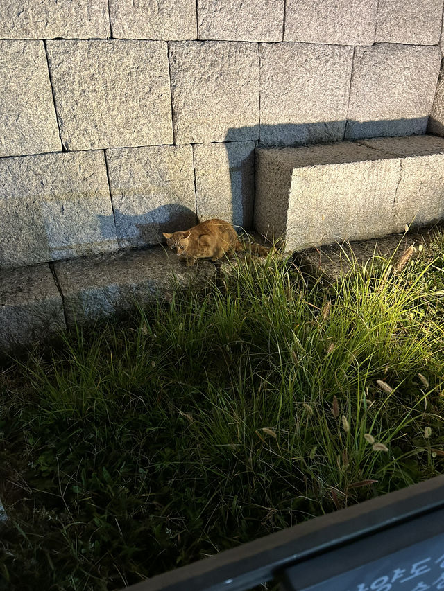 【韓国 ソウル】ソウル市を一望できる素敵な公園⛲️