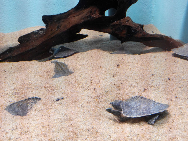 名古屋港水族館