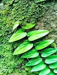 A facinating walk in natute experience! 🌿