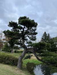 【佐久市】まるで日本庭園！？無料で楽しむ中嶋公園🌳