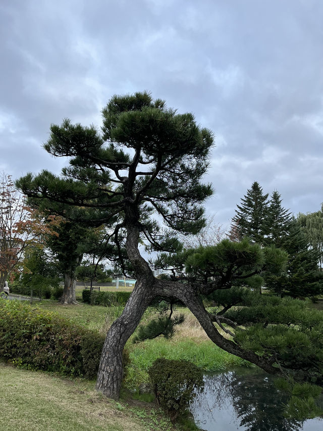 【佐久市】まるで日本庭園！？無料で楽しむ中嶋公園🌳