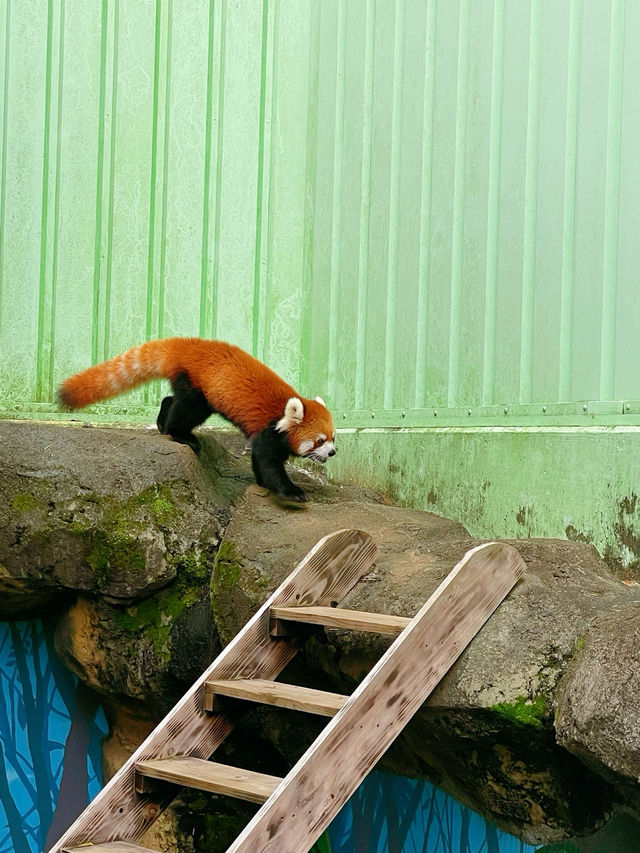 สวนสัตว์เปิดในสวนสาธารณะที่โตเกียว เจ๋งมาก! 🦭🦊