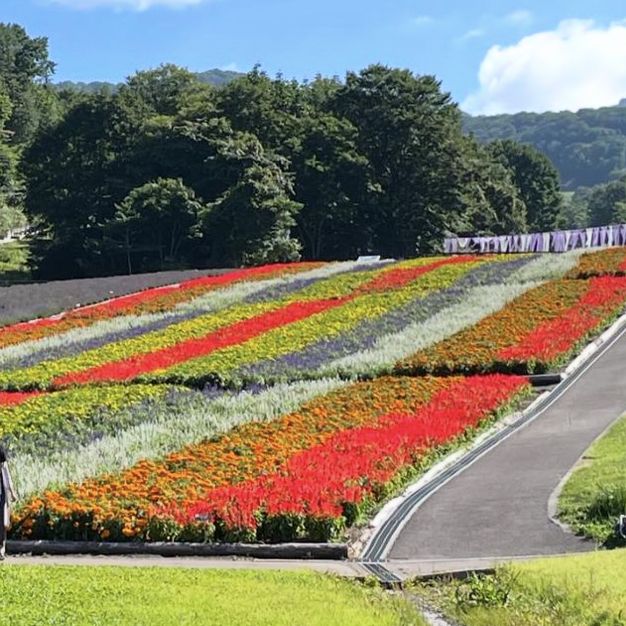 【群馬】ラベンダー畑🪻がみれる公園