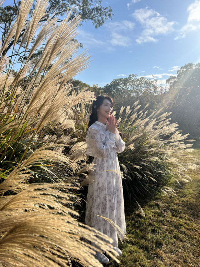 🍂福岡賞花賞銀杏必去的公園！