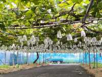 สวนองุ่นนากามูระ จ.นารา