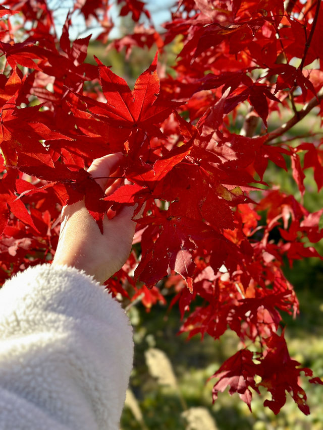 Autumn Colors in Sapporo 🍂🍁