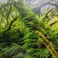 Day trip to the enchanted forest at Doi Inthanon summit